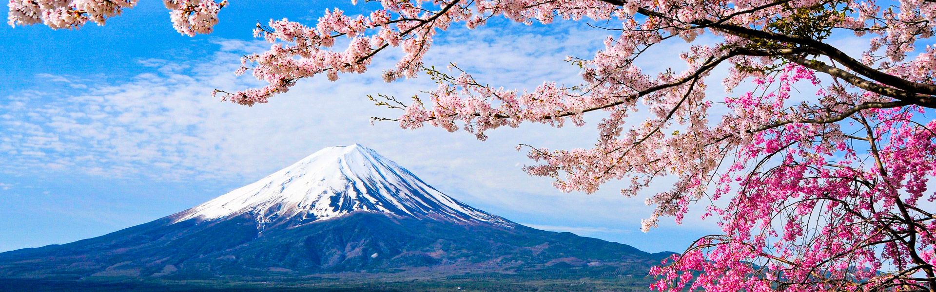 Mount Fuji and Cherry tree |  Goryu, iStockphoto.com / Chamleon