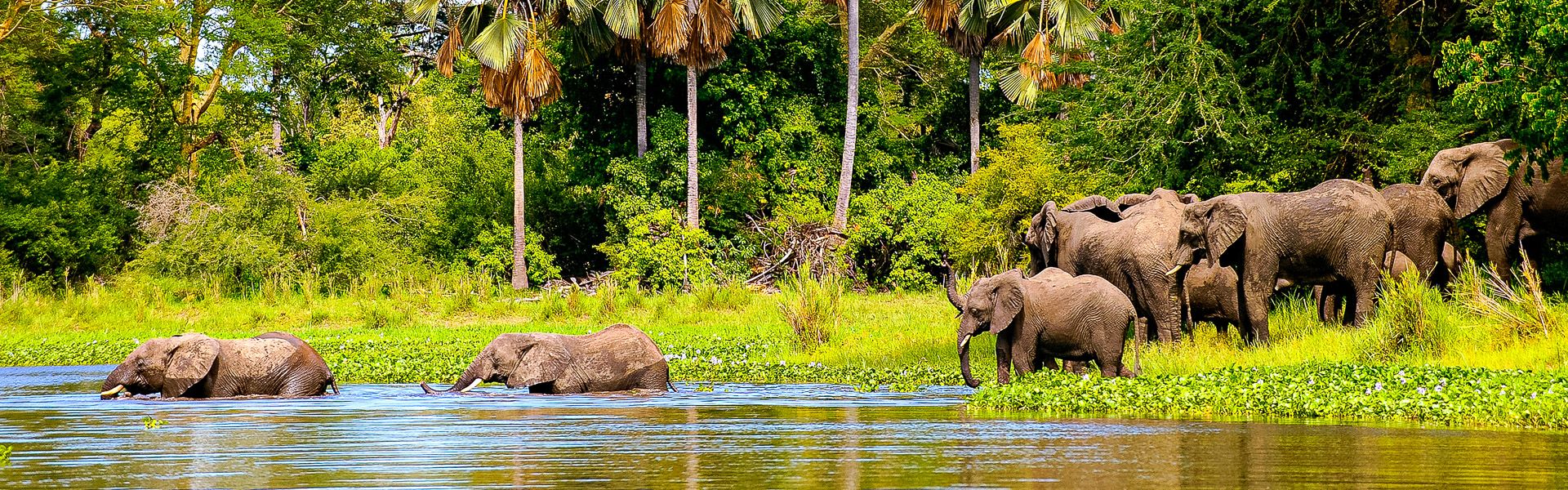 Elefantenherde durchquert den Liwonde-Fluss |  Christophe Cerisier, iStockphoto / Chamleon