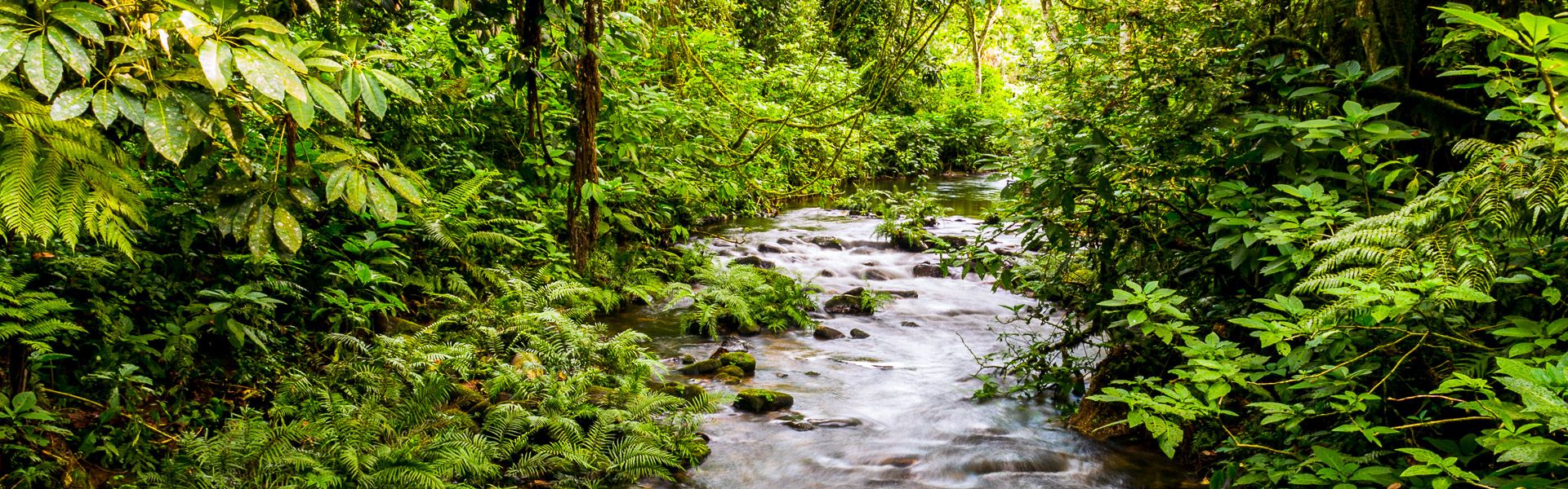 Bwindi National Park |  Hannes Schleicher / Chamleon