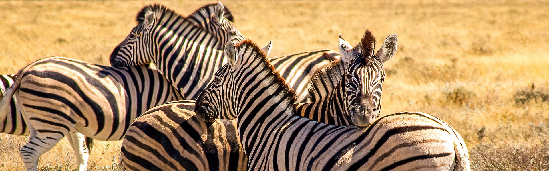 Zebrastreifen |  Joachim Krger / Chamleon