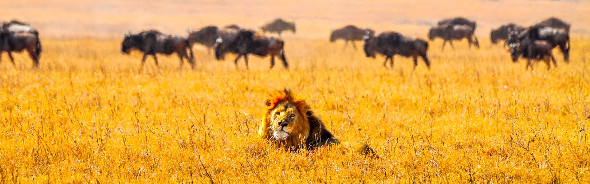 Lwe und Gnus im Ngorongoro-Krater |  iStockphoto.com / Chamleon