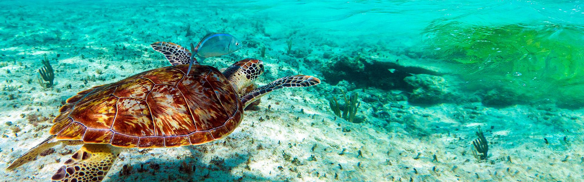 Schildkrte im Karibischen Meer |  Patryk Kosmider, iStockphoto.com / Chamleon