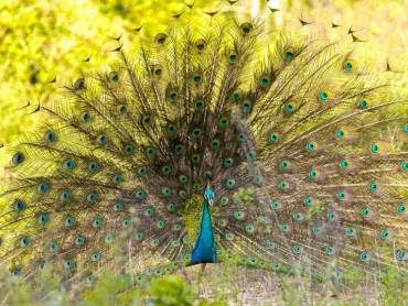 Pfau breitet sein Gefieder aus und zeigt seine natrliche Schnheit |  Egle Sidaraviciute, Unsplash.com / Chamleon