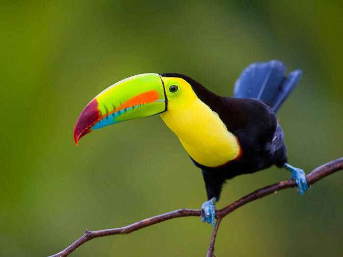 Regenbogentukan |  Eduardo M. Rivero, iStockphoto.com / Chamleon