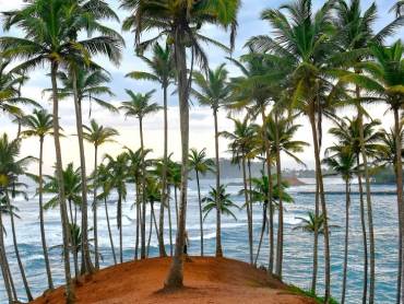 Der berhmte Kokosnussbaumhgel in Mirissa, Sri Lanka |  Avin CP, Unsplash.com / Chamleon