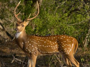 Sri Lankischer Axishirsch im Yala-Nationalpark |  Geoff Brooks, Unsplash.com / Chamleon