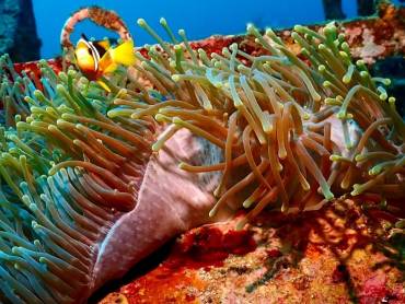 Begegnung mit einem Clownfisch vor der Kste von Trincomalee |  Claus Giering, Unsplash.com / Chamleon