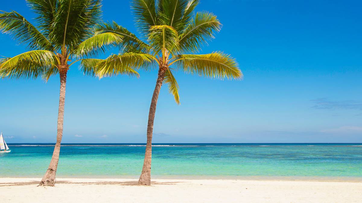 Palmen am Strand | © Andreas Lindlahr, iStockphoto.com / Chamäleon Palmen am Strand | © Andreas Lindlahr, iStockphoto.com / Chamäleon