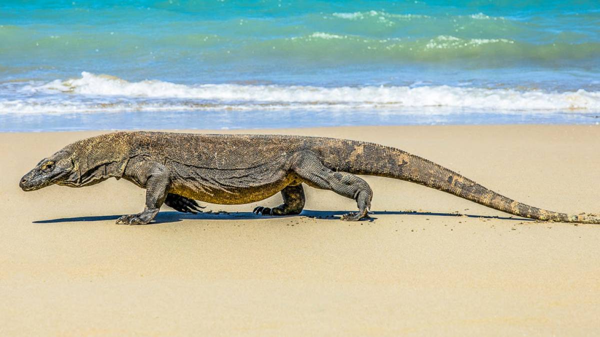 Komodowaran |  Mitch Hodiono, Unsplash / Chameleon
