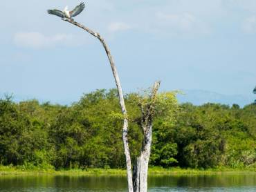 Pelikan landet auf einem von Wasser umgebenen Baumast |  Egle Sidaraviciute, Unsplash.com / Chamleon