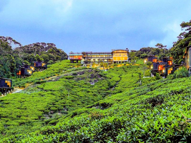 Rainforest Eco Lodge |  Udaya Wijesoma, Rainforest Eco Lodge / Chamleon
