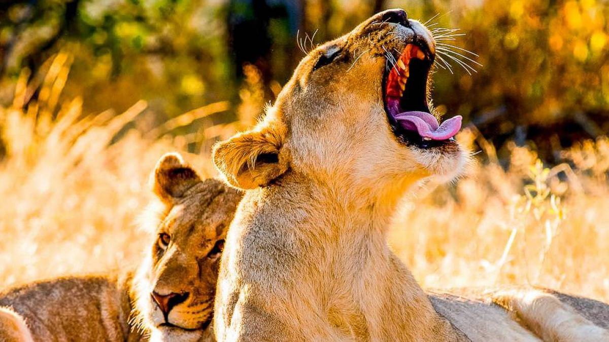 Lwen im National Park |  Dietmar Willuhn / Chamleon
