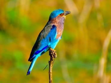 Sri Lankischer Blue-Jay im Yala-Nationalpark |  Dulana Kodithuwakku, Unsplash.com / Chamleon