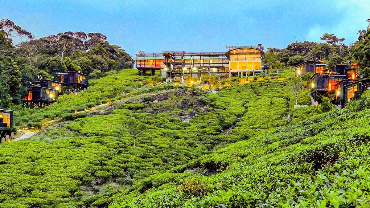 Rainforest Eco Lodge |  Udaya Wijesoma, Rainforest Eco Lodge / Chamleon