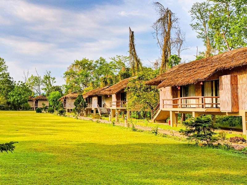 Temple Tiger Jungle Lodge |  Temple Tiger Jungle Lodge / Chamleon