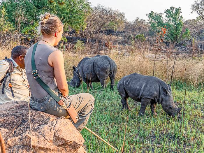 Nashorn Tracking im Matopo Nationalpark |  Amalinda Lodge / Chamleon