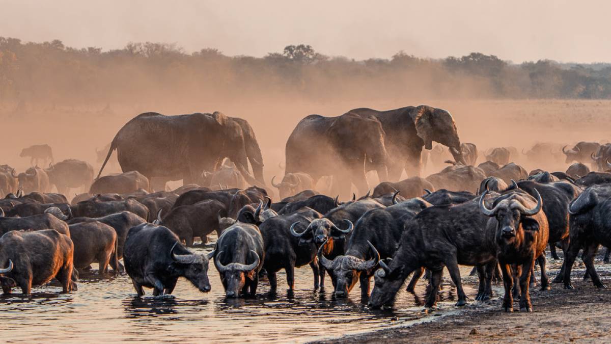 Hwange Nationalpark |  Amalinda Lodge / Chamleon