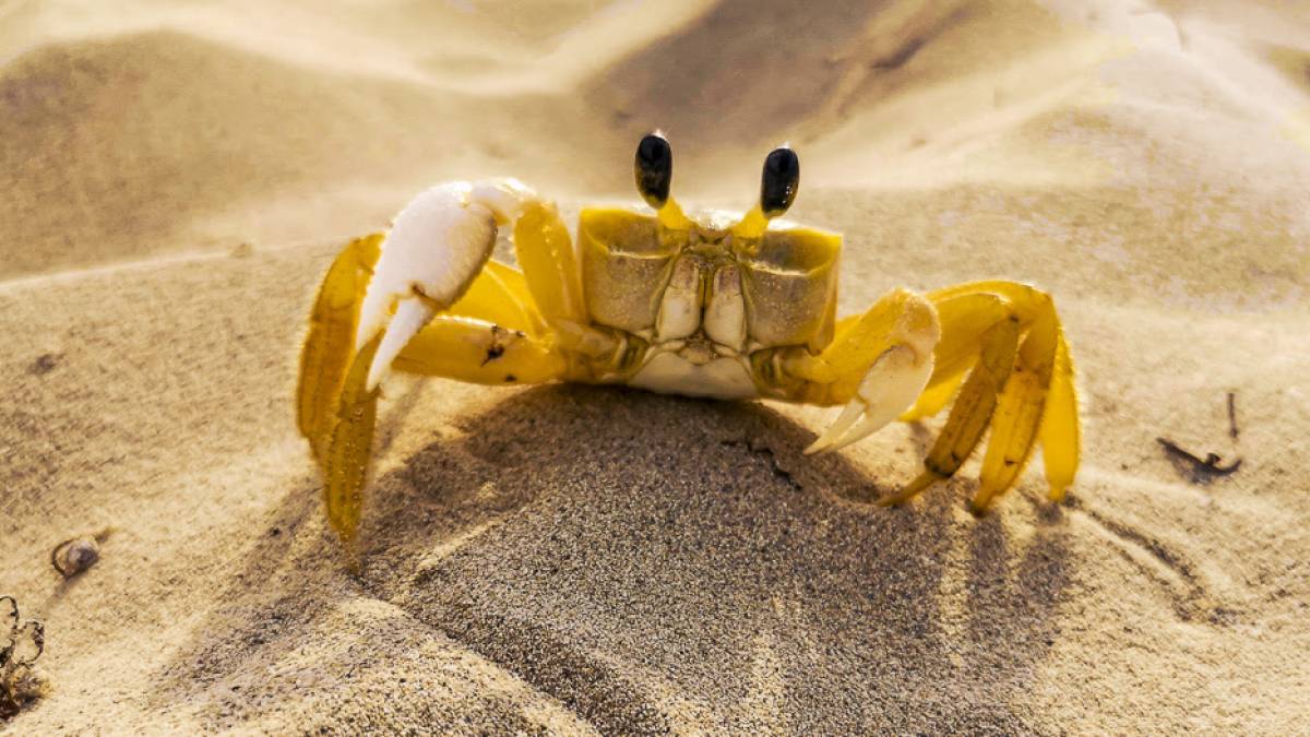 Krabbe am Sandstrand | © Max Letek, Unsplash / Chamäleon Krabbe am Sandstrand | © Max Letek, Unsplash / Chamäleon
