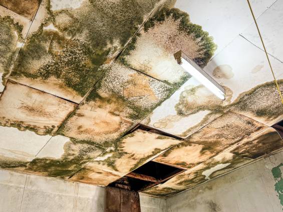 Nasse Zimmerdecke von Hurrikan Melissa |  Camaquito / Chamleon