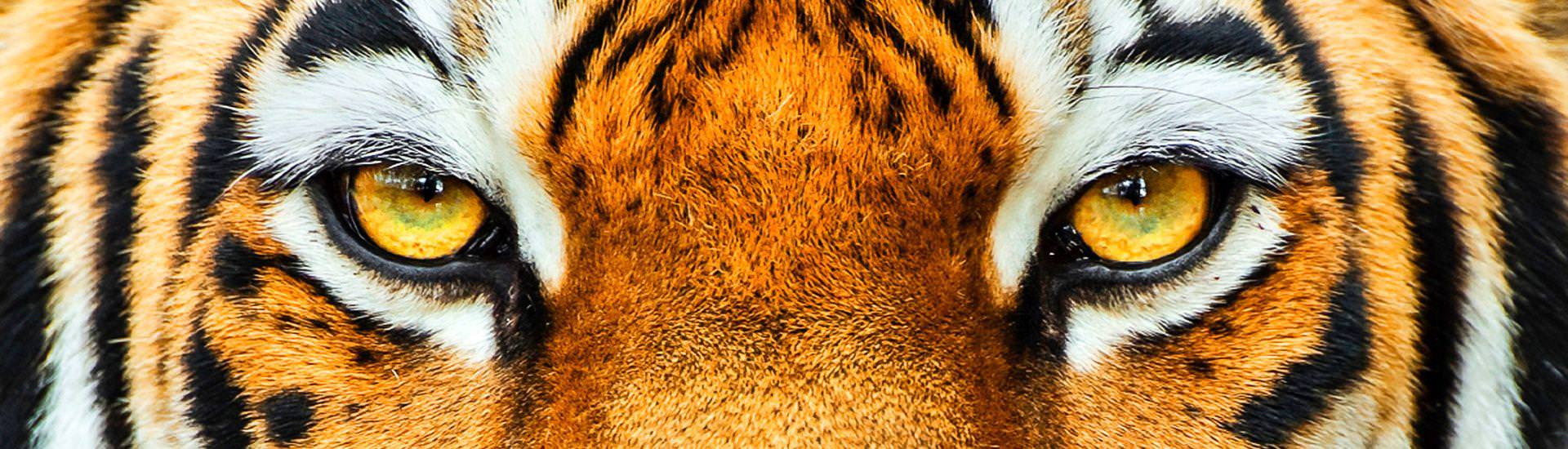 Tiger, Close up |  Christine Gehrig, iStockphoto.com / Chamleon
