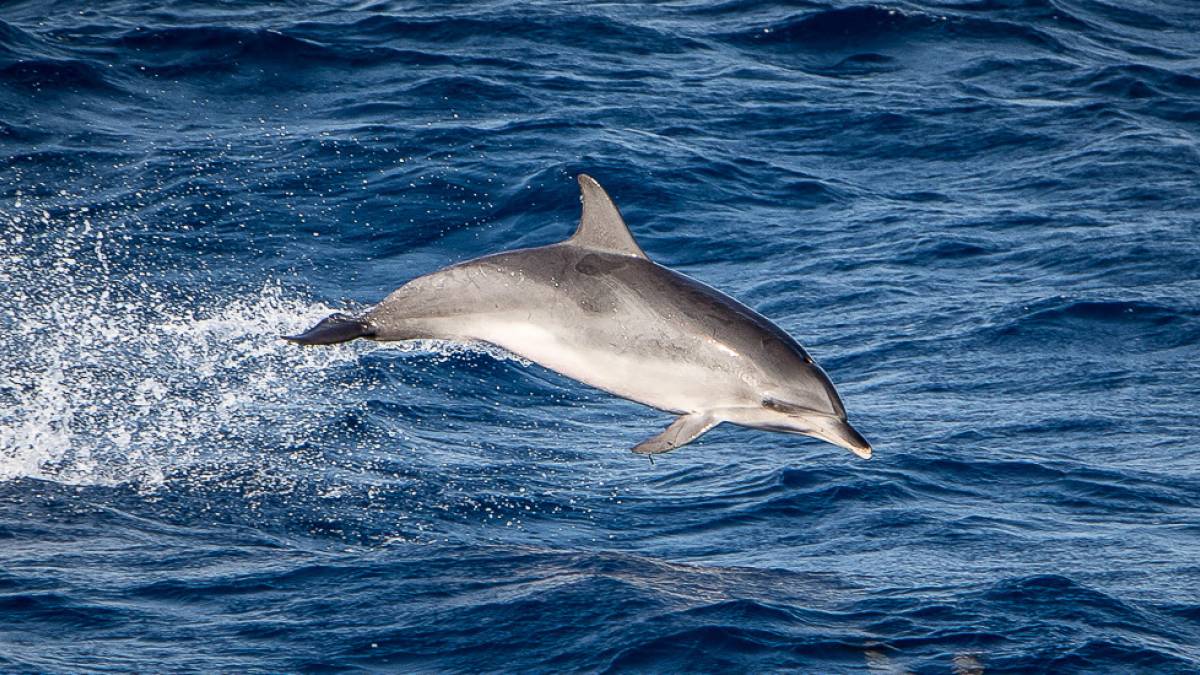 Whale Watching | © Paul Sharman, Melo Travel / Chamäleon Whale Watching | © Paul Sharman, Melo Travel / Chamäleon