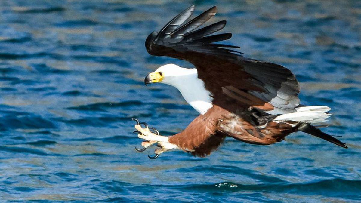 Seeadler am Malawisee | © Land & Lake Safaris / Chamäleon Seeadler am Malawisee | © Land & Lake Safaris / Chamäleon