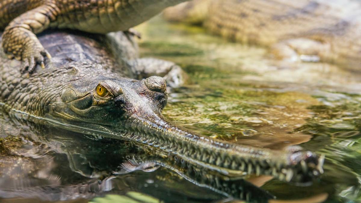 Gharial Krokodil | © Jan Gottwald / Chamäleon Gharial Krokodil | © Jan Gottwald / Chamäleon
