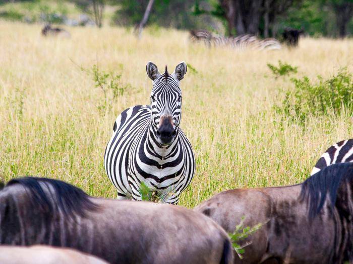 Zebra am Fluss Mara | © Valeria Rossi, Unsplash / Chamäleon
