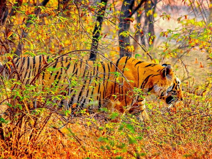 Sariska Tigerreservat |  Alexander Sass / Chamleon