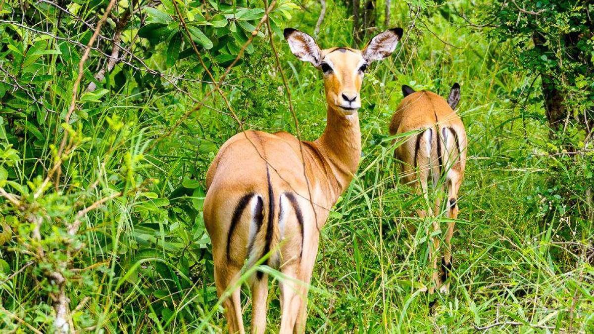 Aufmerksame Impalas | © Gerrit Groenewold / Chamäleon Aufmerksame Impalas | © Gerrit Groenewold / Chamäleon